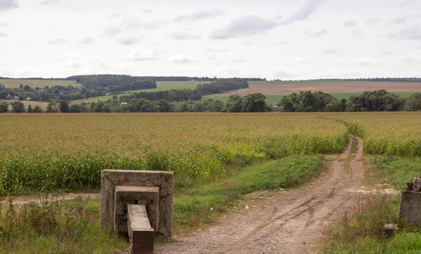 Yolda bir mısır tarlası