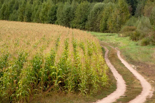 Langs de weg van de cornfield — Stockfoto