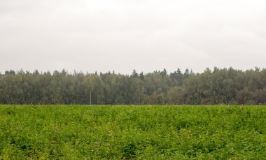 alan ağaçlar ve gökyüzü