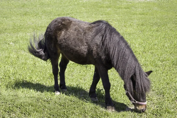 Pônei preto come prado de grama verde — Fotografia de Stock