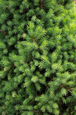 Çam dallarının güzel arkaplanı