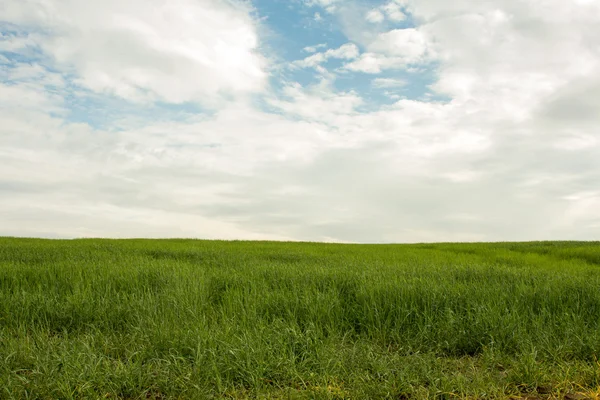 Yeşil Çimen Alanı