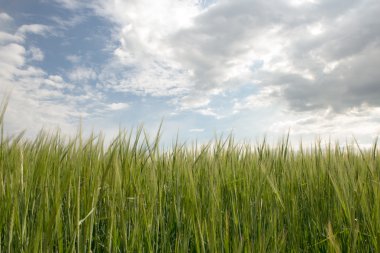 Buğday tarlası ve bulutlu gökyüzü