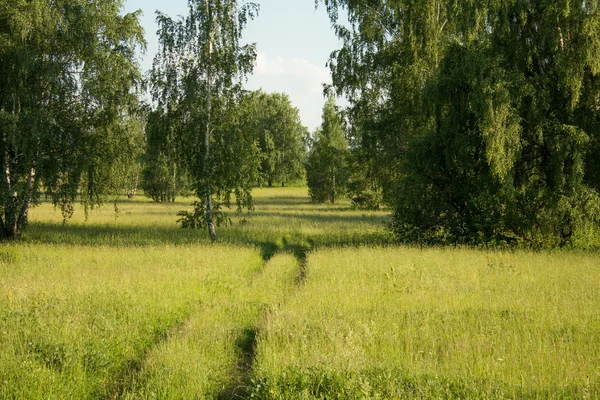 Zomer veld landschap — Stockfoto