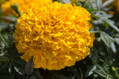 güzel sarı çiçek