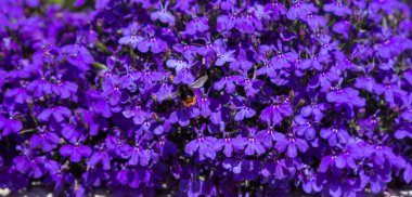 Arı pollinating çiçekler