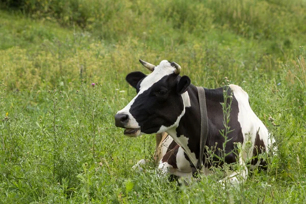 inek yeşil çim üzerinde yalan