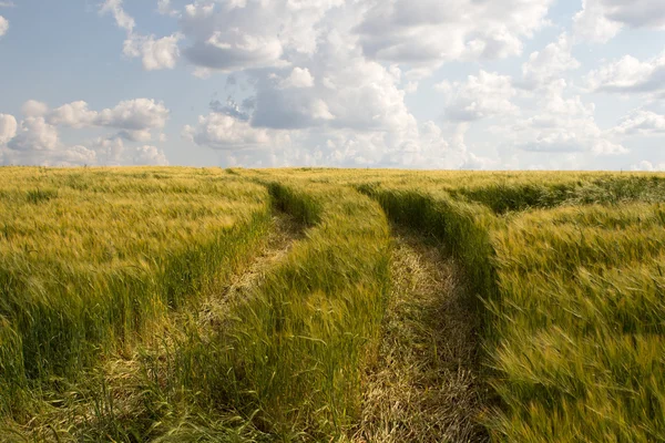 Yeşil buğday tarlası