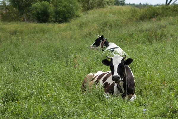 Yeşil çayır üzerinde iki holstein inek