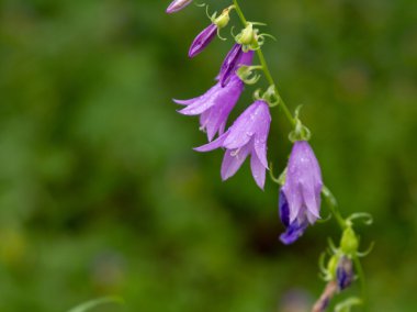 Güzel Bluebell çiçek