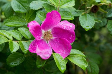 Güzel Bahar Çiçeği