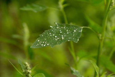 Su yeşil yaprağa düşer.