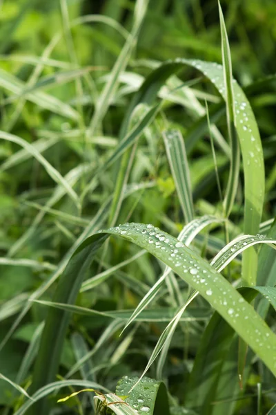 绿草叶片上的水滴 — 图库照片