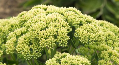 Buz bitki bahçedeki