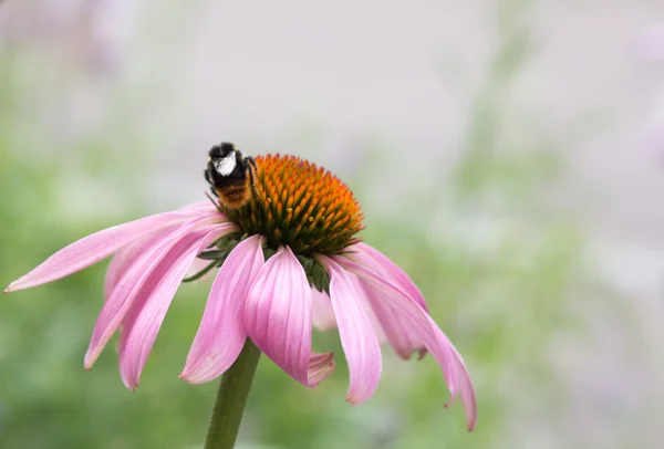 Macro de abelha em flor — Fotografia de Stock
