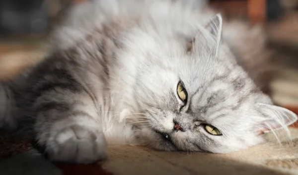 Γκρι Περσική γάτα — Φωτογραφία Αρχείου