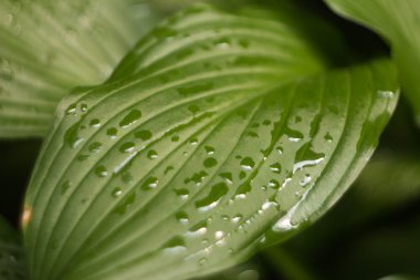 yeşil yaprak ve su damlaları