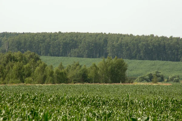 Campo de maíz paisaje — Foto de Stock