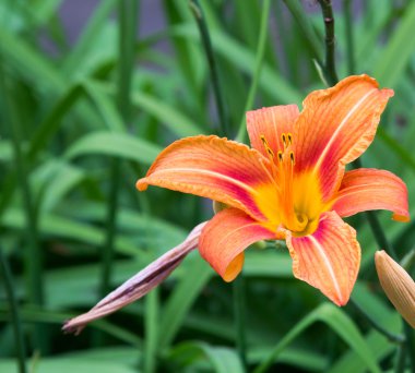 Bahçedeki zambak çiçeği