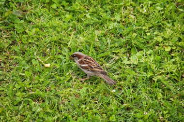 çimenlerin üzerinde bir serçe