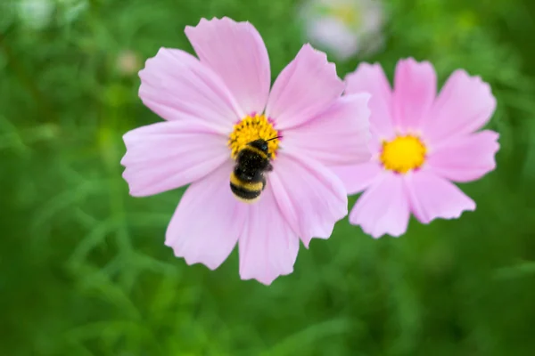 Bumble Bee op bloem — Stockfoto