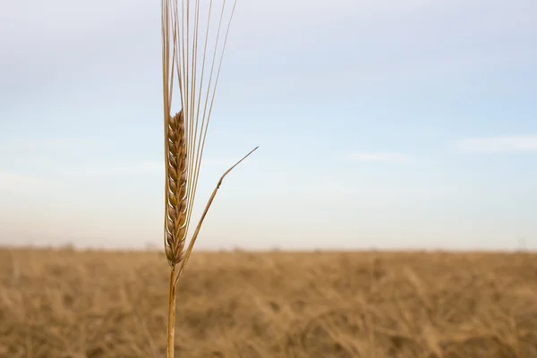 Bir kulak buğday — Stok fotoğraf