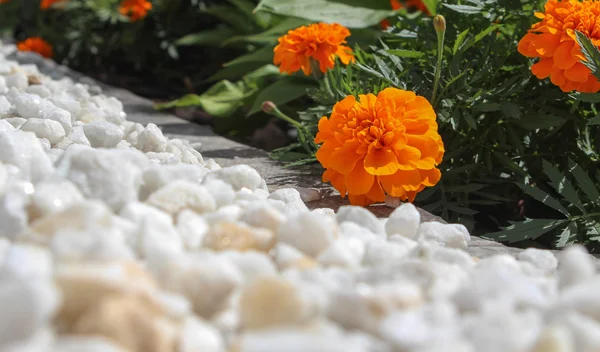 Çiçek tarhında çiçekler