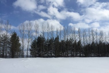 Kış ormanındaki doğa.