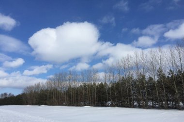Kış ormanındaki doğa.