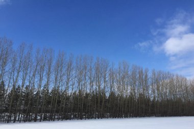 Kış ormanındaki doğa.