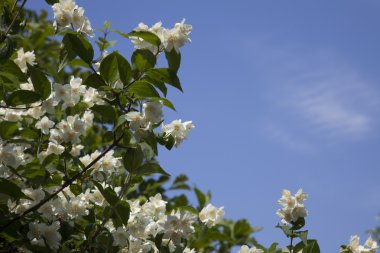 Yasemin Philadelphus çiçekler