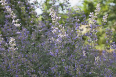 küçük mor çiçekler