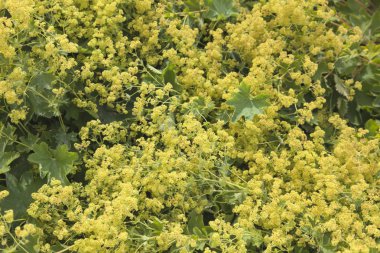 Kırmızı güller ve yeşil yaprak