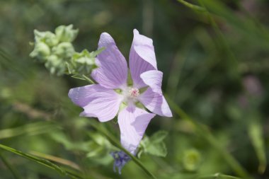 pembe renkli çiçek