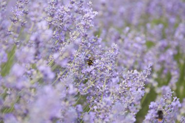 Lavanta mor küçük çiçekler