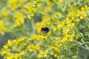 Bumblebee nektar toplar