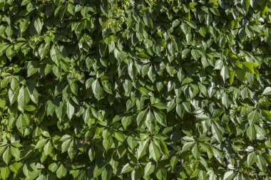 yeşil bitkilerin arka plan