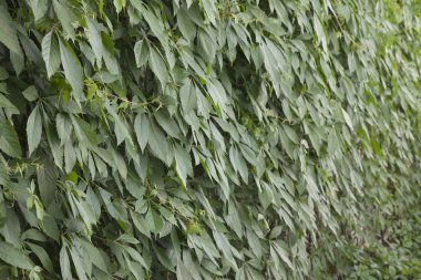 yeşil bitkilerin arka plan