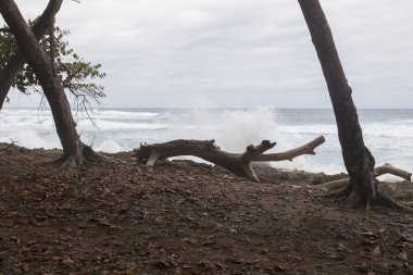 Mavi gökyüzü, mavi deniz ve budak.