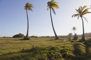 palmiye ağaçlarının günbatımı