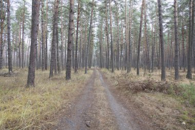 Yaz parlak iğne yapraklı orman