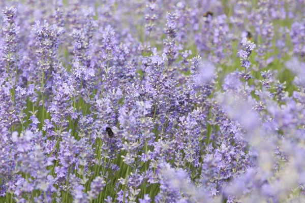 Purple small flowers of lavender — Stock Photo, Image