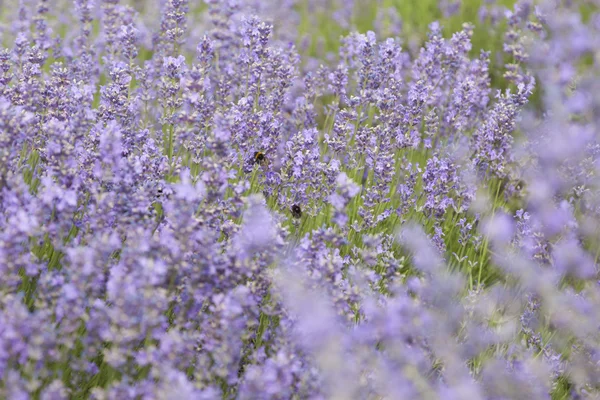 Púrpuras pequeñas flores de lavanda — Foto de Stock