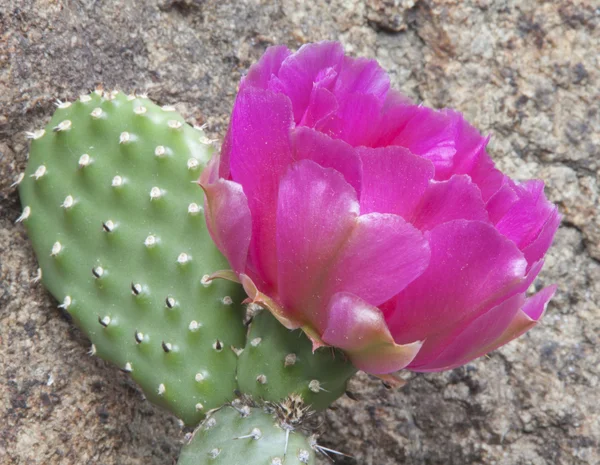 Růžový kaktusový květ — Stock fotografie