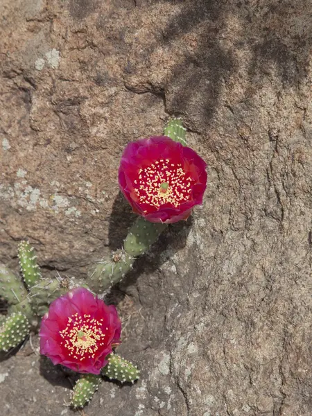 Flor de cactus rosa — Foto de Stock