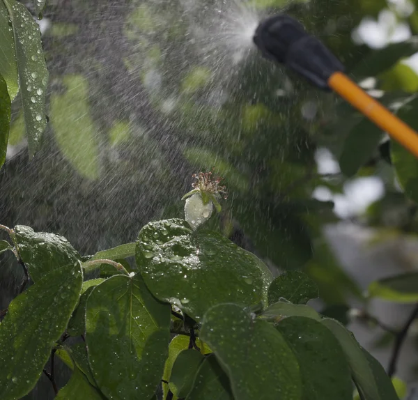 Dispositif de pulvérisation de pesticides dans le jardin . — Photo