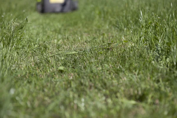 Nyklippt gräs i mitten — Stockfoto