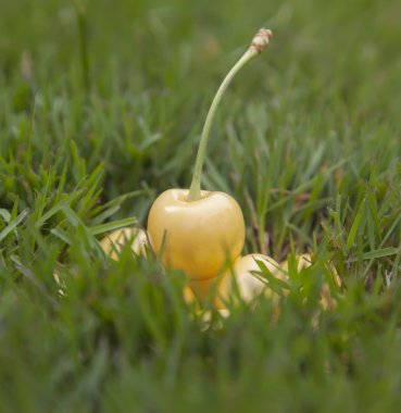 Çimenlerin üzerinde sarı kiraz