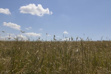 Yaz alan ve mavi gökyüzü