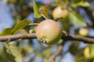 Yaz, yakın çekim elma